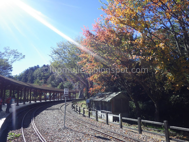 Alishan maple autumn foliage