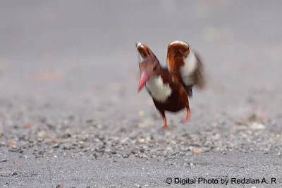 King Fisher taking off