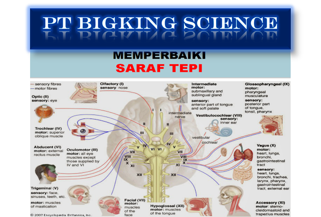 Brainking Plus 08123 01 8900