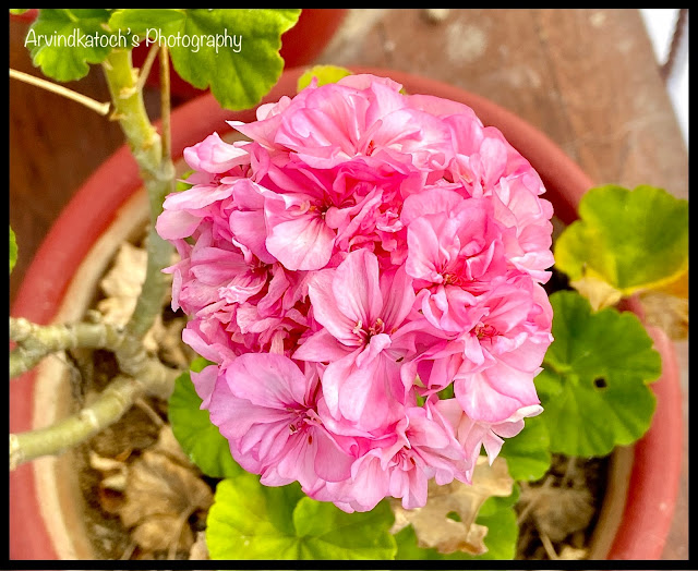 Beautiful garden pink flower