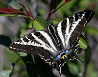 Pale Swallowtail