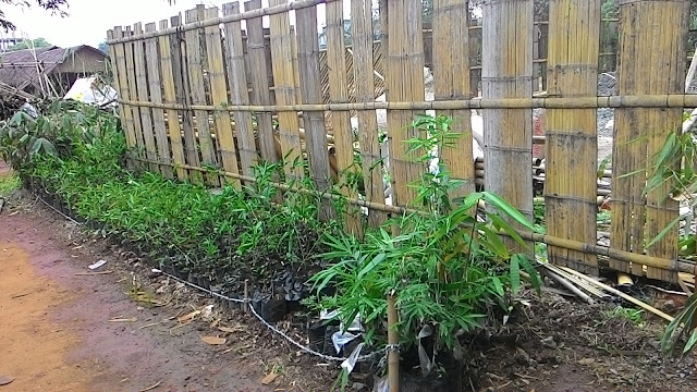 Ayo berkebun Bambu