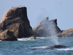 Baleia Franca - esguicho