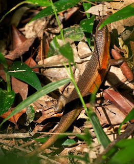 Many-lined Sun Skink (Mabuya multifasciata)