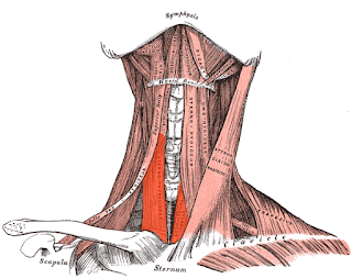 sternothyroid muscle, anatomy, muscle picture