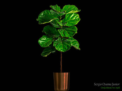 Ficus lyrata