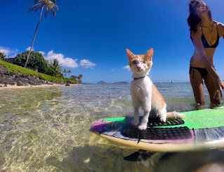 Impresionante gato tuerto que ama nadar y surfear en Hawái