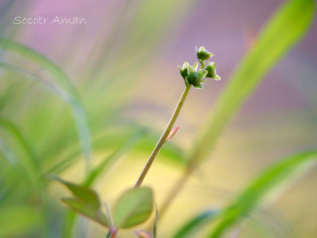 Pyrola japonica