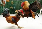 Menilai Kemampuan Tarung Ayam Bangkok Aduan