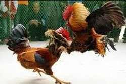 ayam petarung, Cara menilai kemampuan bertarung seekor ayam aduan bangkok