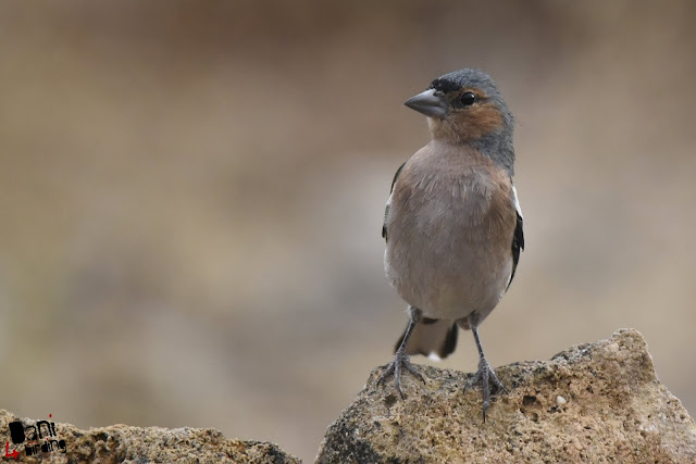 Fringilia coelebs (pinzón vulgar), aguardo El Picayo.