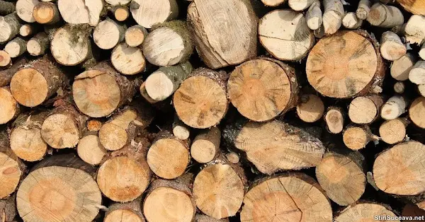 Peste 5.500 de metri cubi de lemn de foc disponibil pentru populație la ocoalele silvice Frasin, Solca și Brodina