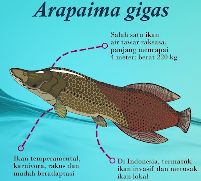 Mengenal Ikan Arapaima