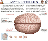 anatomy-of-brain