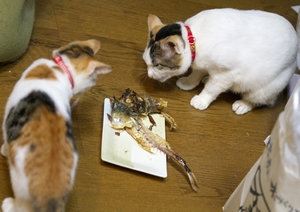 魚焼きグリルの簡単な掃除は重曹で洗ったり片栗粉で汚れを予防したり お助け情報の森