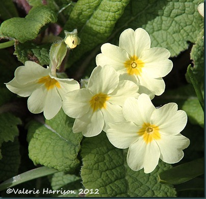 3-primrose