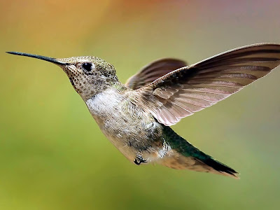 Colibri Hummingbird Background