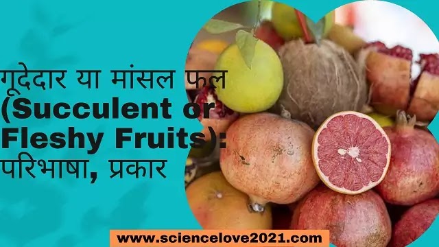 गूदेदार या मांसल फल (Succulent or Fleshy Fruits): परिभाषा, प्रकार|hindi