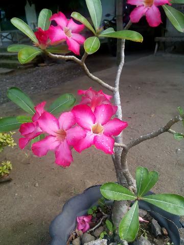 Bonsai Bunga  Adenium Beserta Gambarnya Asli  Indonesia
