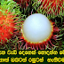 රඹුටන් ගැන වැඩි දෙනෙක් නොදන්න මේ දේවල් 7 දැන ගත්තොත් ඔබටත් රඹුටන්  නැතිවම බැරීවෙයි.