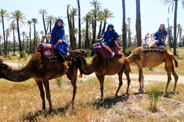 Camels in Marrakech, Morocco