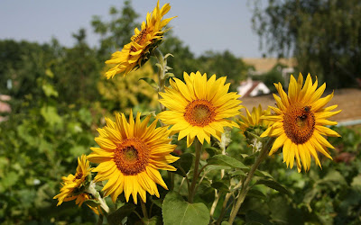 Beautiful Sunflower Widescreen HD Wallpaper 8