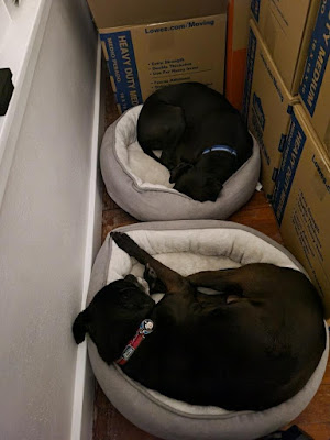 Two black pit-mixes curled up in grey and white round dog beds.