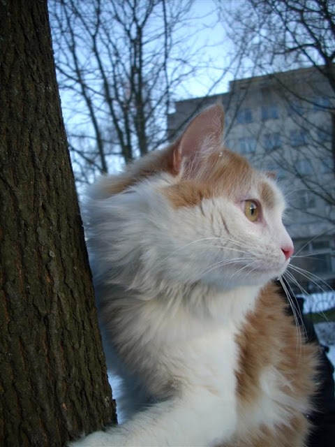 Buck Cat from Ukraine is a real beauty