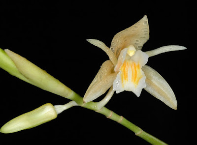 Coelogyne sulcata orchid plant care and culture