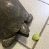 Une tortue en classe 🐢