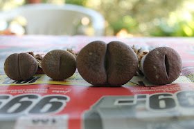 lithops frontal