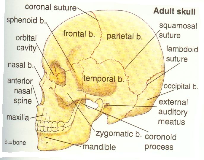 the subtle movement between the bones of the skull in response to the