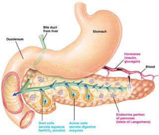 Penyakit Diabetes penjelasan yang sangat lengkap