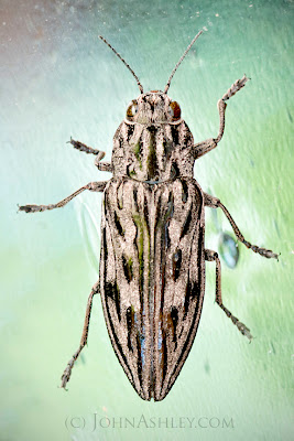 Western Sculptured Pine Borer (c) John Ashley