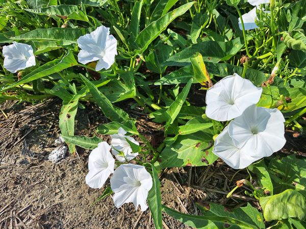 嘉義朴子空心菜應菜花海就像十月雪，順安宮附近古厝空心菜花海