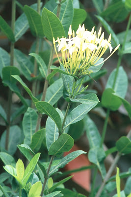 Ixora lutea