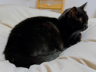 黒猫あるある