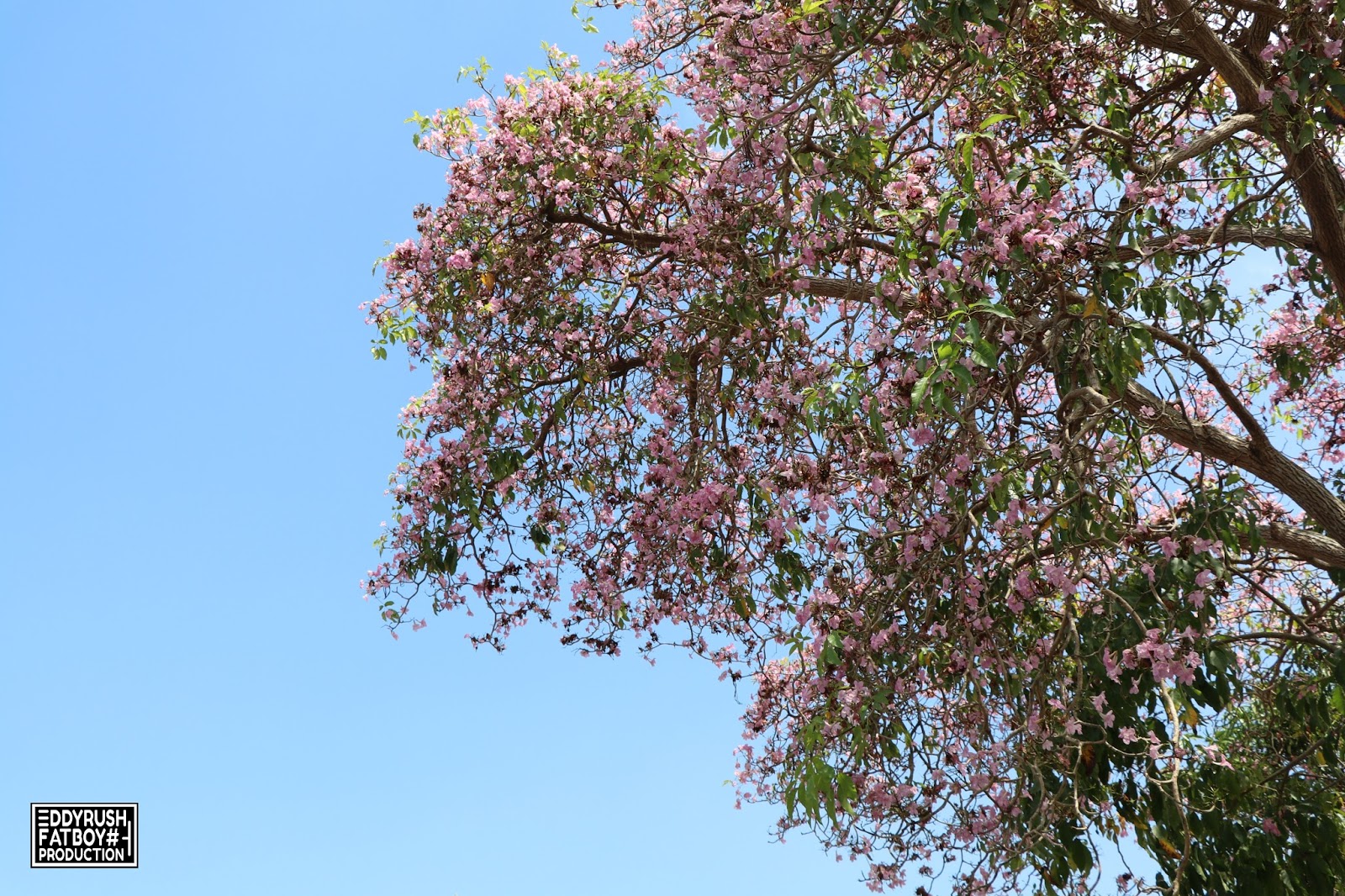 Sakura appear in Alor  Setar  Malaysia