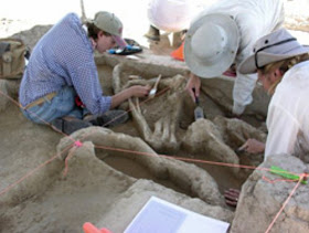 Search for link between mammoth bones and early hunters