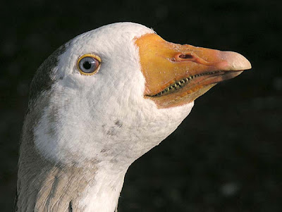 Goose Teeth