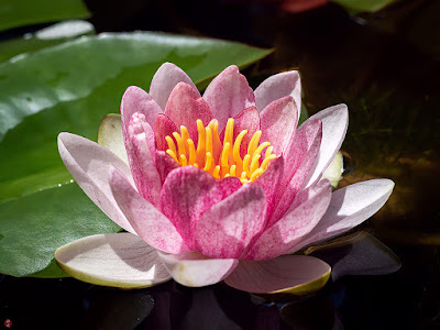 Water lily flower: Kita-kamakura