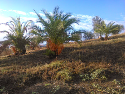 palmeras phoenix canariensis