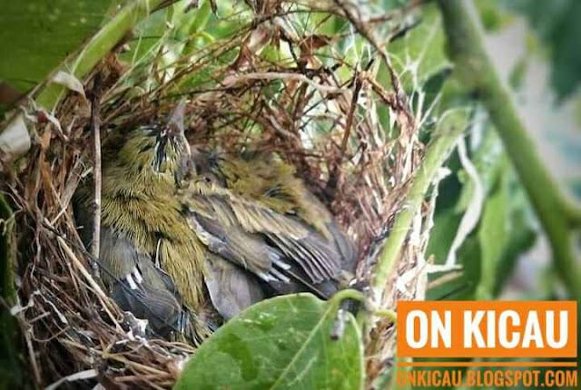 gambar sarang burung pleci