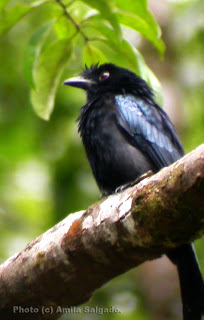 Sri Lanka Crested Drongo