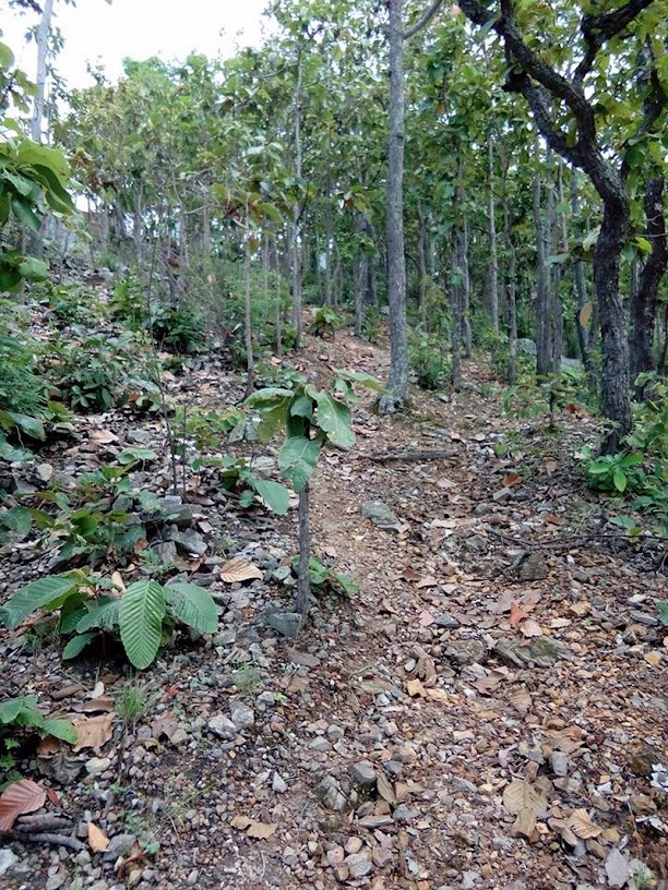 mae takhrai national park, mae takhrai, maetakhrai national park, maetakhrai, national parks in chiang mai, chiang mai national park, mae ta khrai national park