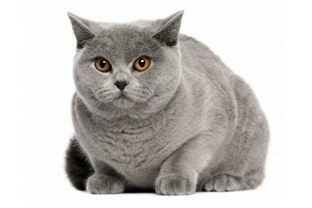 british shorthair cat