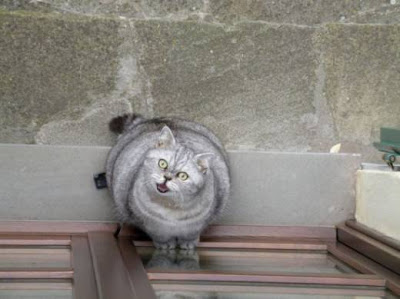 Cute and Funny Pictures of Fat Cats