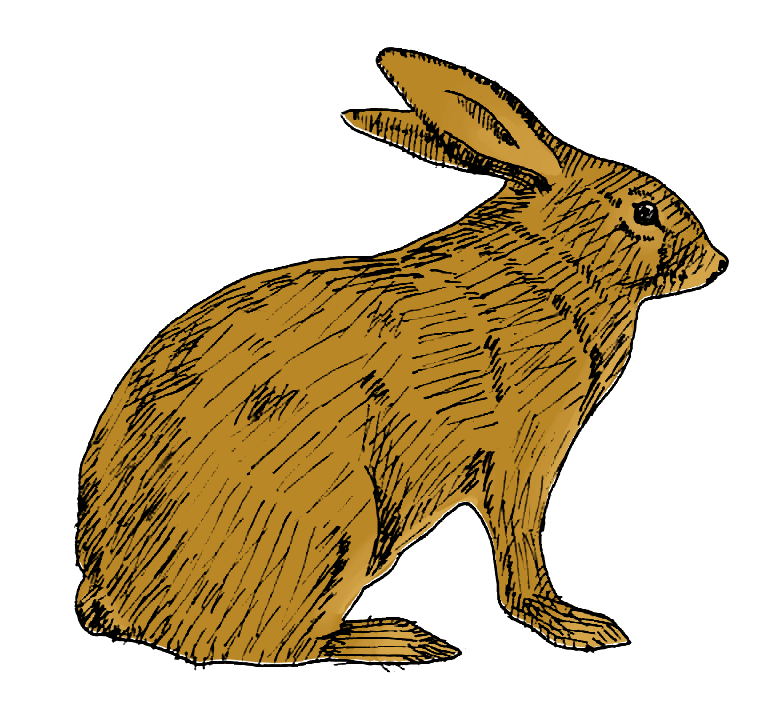 日々のイラスト 野うさぎのイラスト
