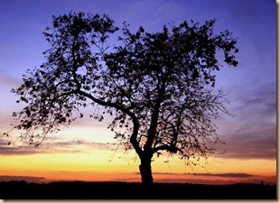 lonely_tree