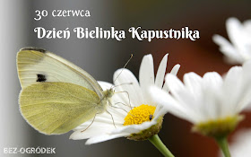 Dzień Bielinka Kapustnika